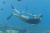 Набор для плавания "Meridian Snorkel", от 14 лет (Bestway 25020 BW)