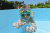 Набор для плавания "Lil Animal Snorkel", от 3 лет (Bestway 24059 BW)